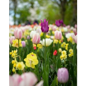 planten kopen