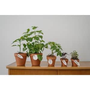 gezonde beplanting