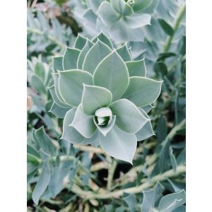 leuke planten tuin