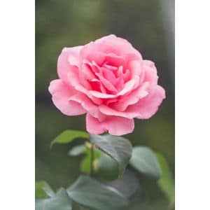 geuren in de tuin