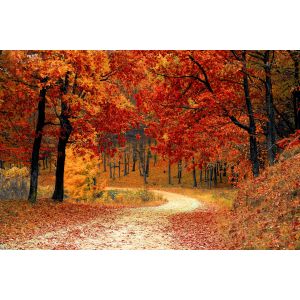 herfst en de tuin