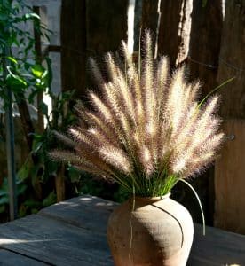 Vaas met pluimgras op houten tafel