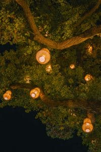 Lantaarns in boomstronk bij nacht