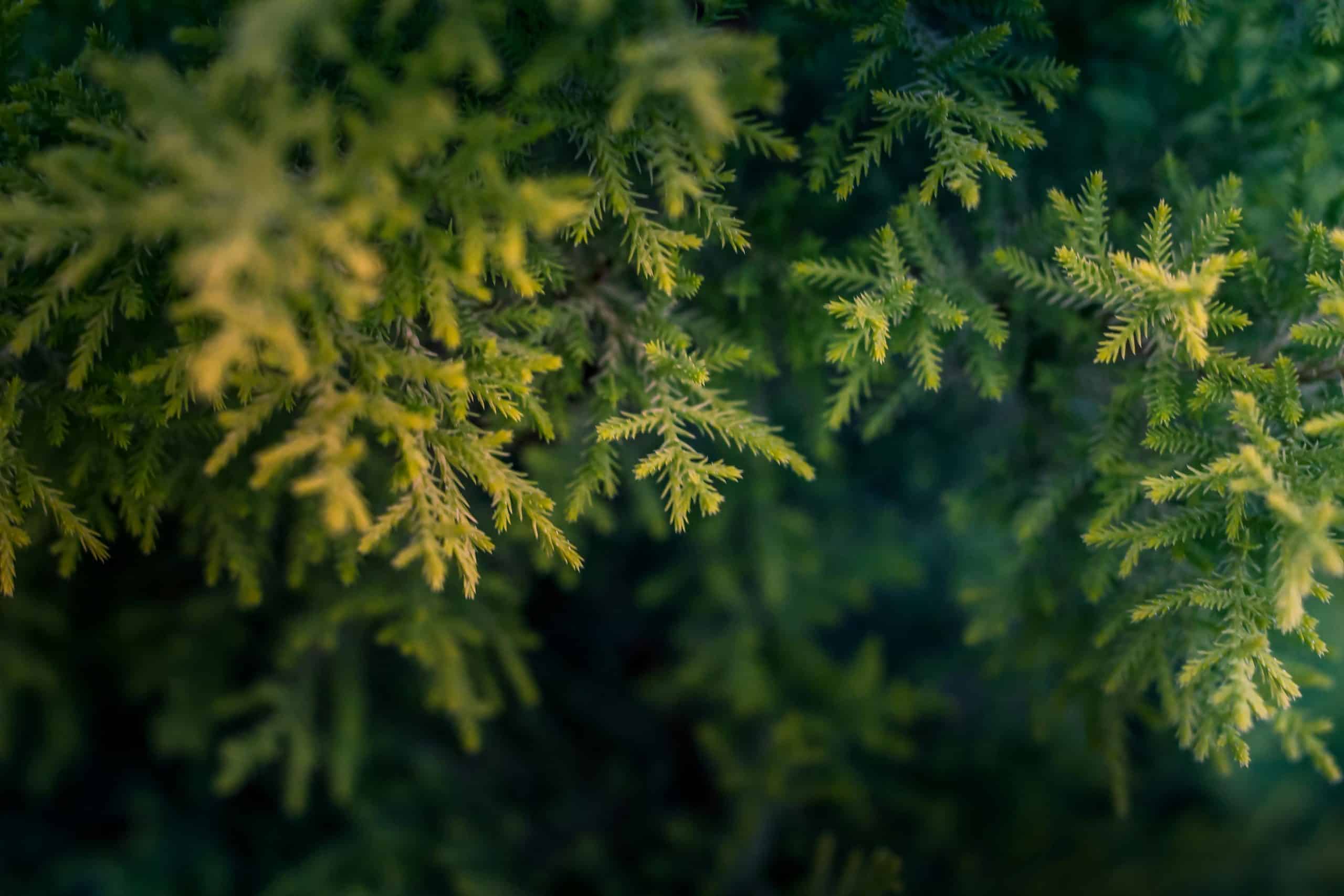 pexels aarv 668282